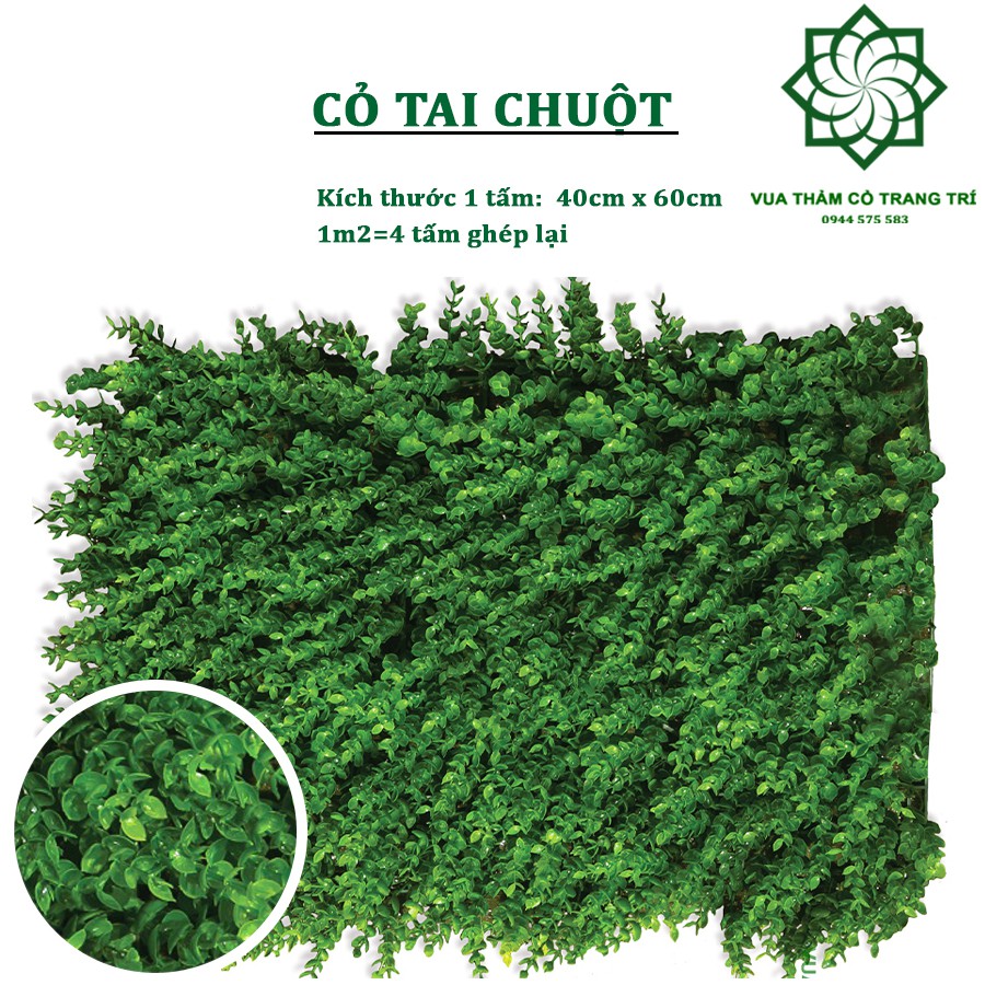 Cỏ treo tường tai chuột cao cấp 40*60cm