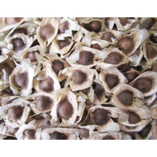 250 gram hạt chùm ngây