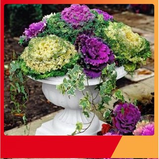 Hạt Giống Hoa Bắp Cải