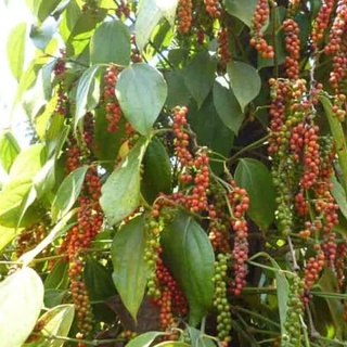 Tiêu sọ đen Bình Phước Túi Zip 500g