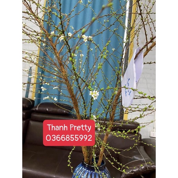 Bông TUYẾT MAI RỪNG bó 6-7-8-9-10 cành siêu nụ để trưng hơn 1 tháng hoa Mã Thiên Hương hoa Bạch Câu