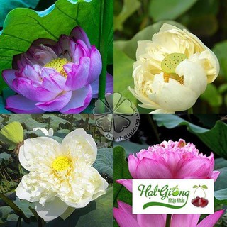 8 hạt 8 màu Hạt giống sen cung đình LINH NGOC