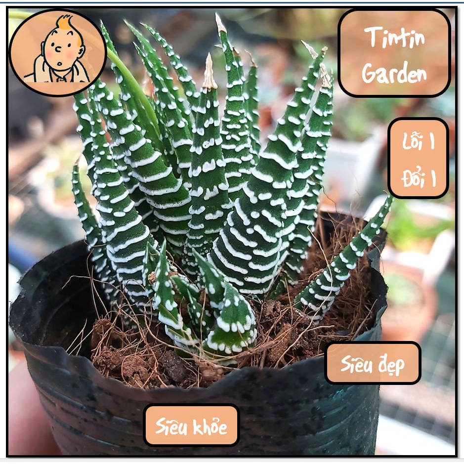 Cây Sen đá Móng rồng viền size bầu 5-6cm, xuất xứ Đà Lạt, khoẻ đẹp - Vườn Nhà Tintin