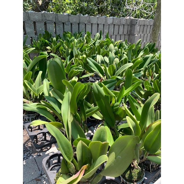 CATTLEYA HOA ĐẠI HÀNG KHỦNG LONG, CÓ CHẬU ĐANG MÈO