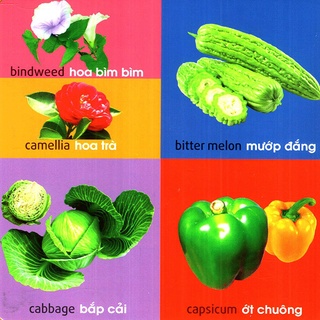 Sách: 101 Từ Đầu Tiên - Thực Vật (TB)