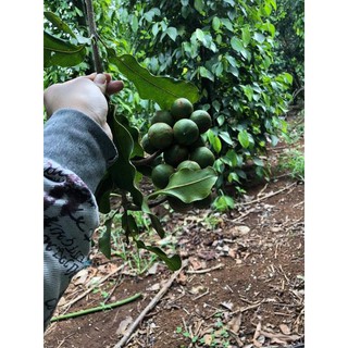 Hạt Mắc ca ( Macadamia) Đắk Lắk 1000gr