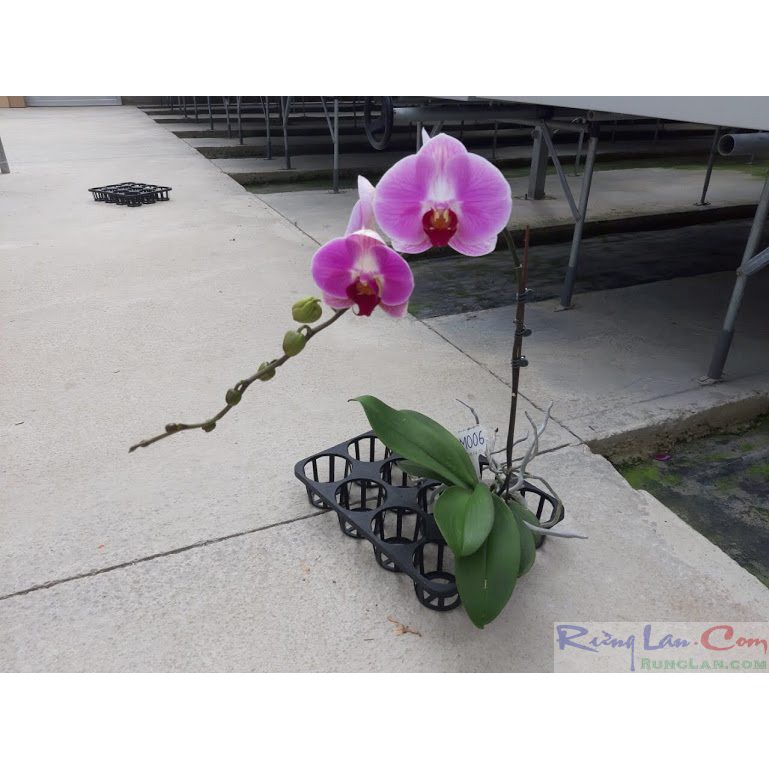 Khay 3.5in dùng cho chậu 10cm chuyên dùng đựng chậu hồ điệp.