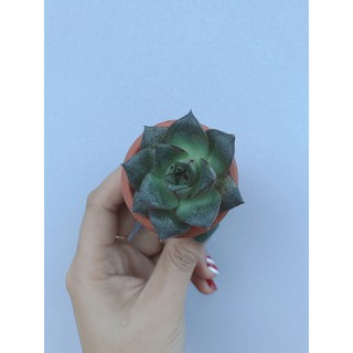 Sen đá mini (kèm chậu đất nung nâu)