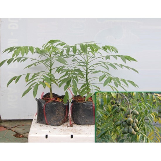 Cây giống cóc thái + Tặng  phân hữu cơ cao cấp