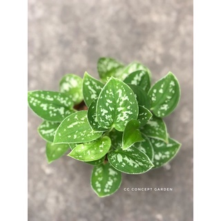 Trầu Bà | Scindapsus argyraeus