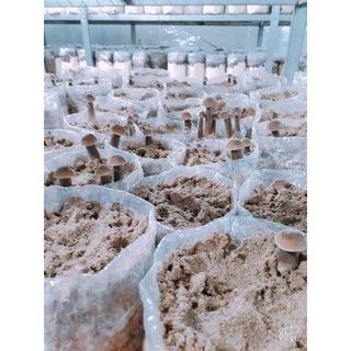 Phôi nấm mối đen