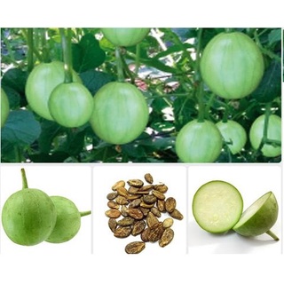 Hạt giống Dưa hấu non (dưa canh)