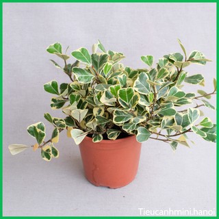 Cây Bàng Lá Tim Cẩm Thạch - Cây Đa Tam Phúc trang trí nội thất và sân vườn