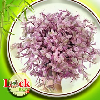 3 Cây Thái Vồng Di Tâm Thảo - Callisia repens Pink Lady