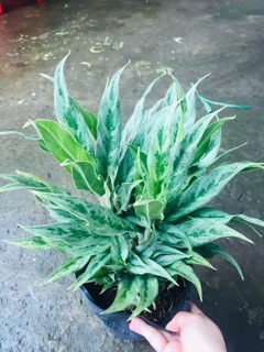 CÂY GIỮ TIỀN GIỐNG MỚI