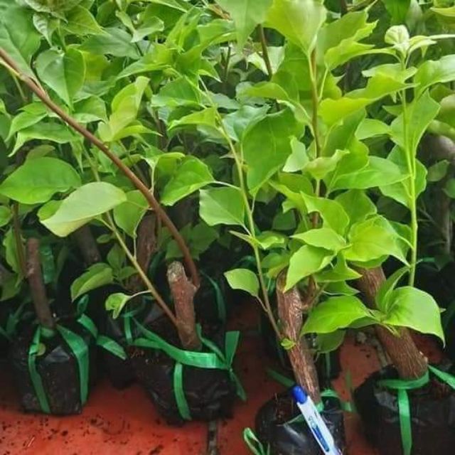 Cây giống hoa giấy