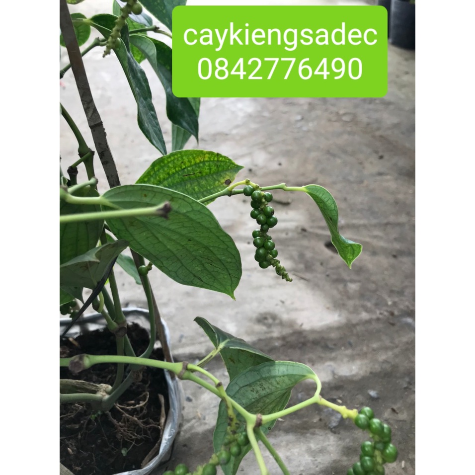 Caykiengsadec- Cây tiêu+tặng phân bón cho cây- hoa lá cây kiểng-