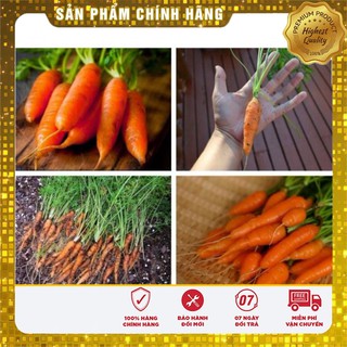 COMBO 12 GÓI HẠT GIỐNG TÍ HON CỰC KUTE