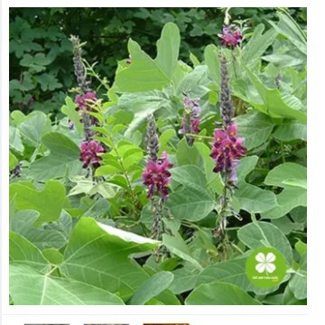 Cát căn khô  1KG - VTT381