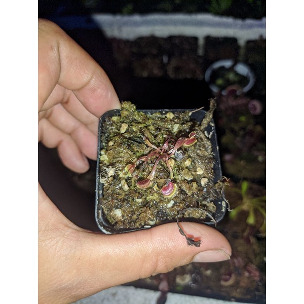 Cây cảnh red piraha