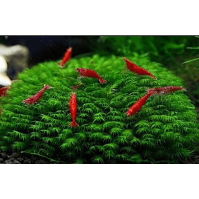 Rêu usfiss - Cầu Rêu US FISS - PHOENIX MOSS tuyệt đẹp - Vỉ  9x9cm - Môc Thuỷ Sinh Thủ Đức