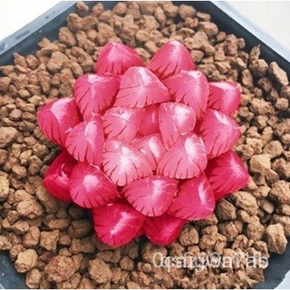 hạt giống sen đá ngọc bích 50h
