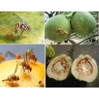 Combo 3 chai chế phẩm sinh học super 2 (1 lít ) chỉ  400k