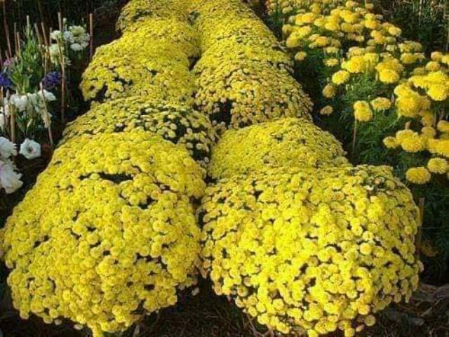 Gói 100 hạt hoa cúc mâm xôi