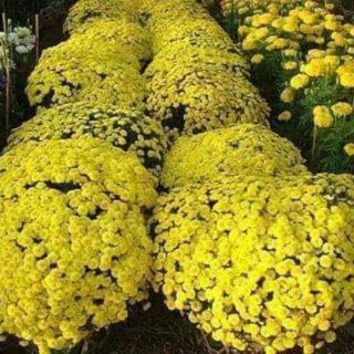 Gói 100 hạt hoa cúc mâm xôi