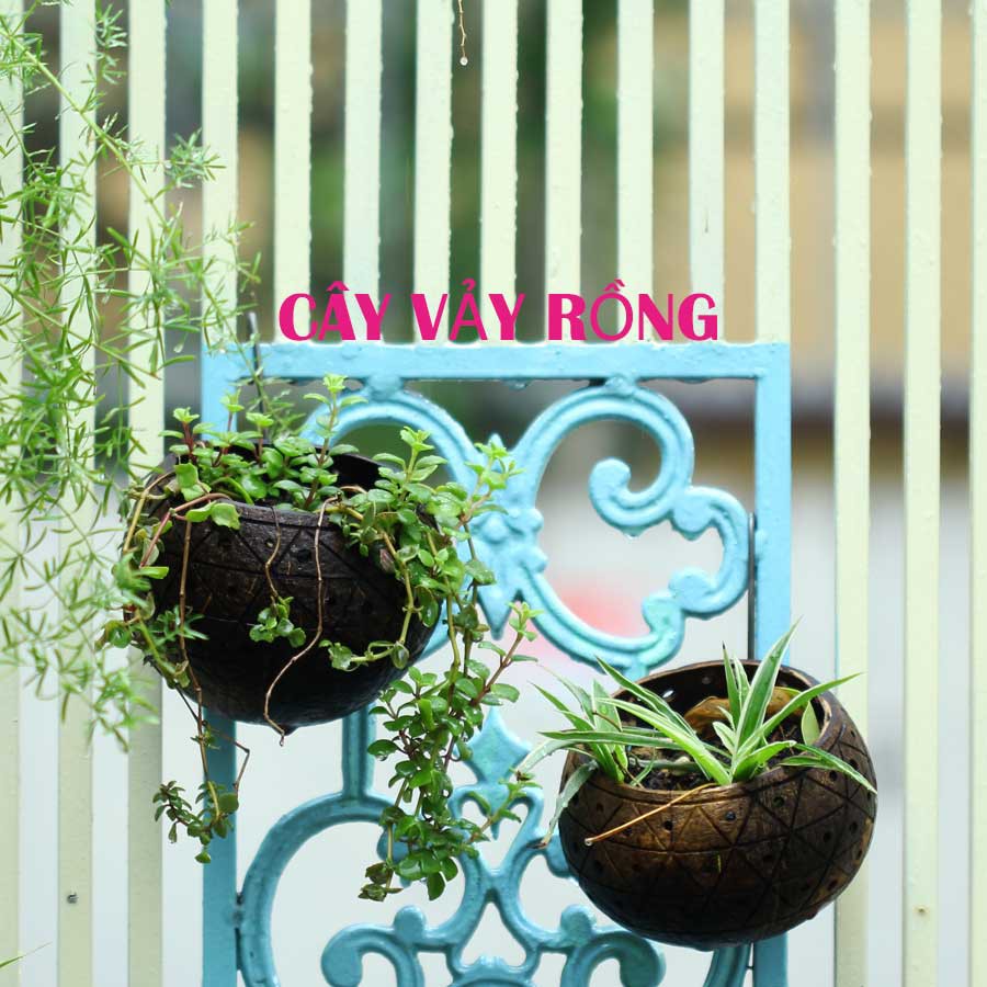 Set mẫu ngẫu nhiên - Gáo dừa thô TRỒNG LAN I CÂY CẢNH