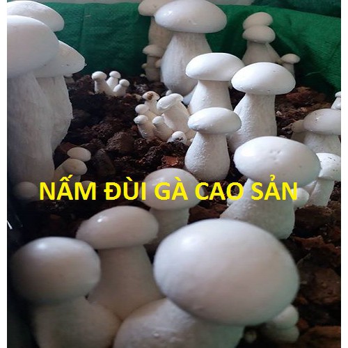 Phôi nấm đùi gà - loại ưa nóng ẩm, trồng được ngay tại nhà