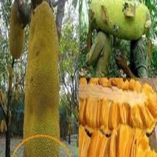 CÂY GIỐNG MÍT DÀI MALAYSIA SIÊU TRÁI - GIỐNG CHUẨN F1