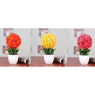 Combo 4 chậu hoa cẩm tú cầu