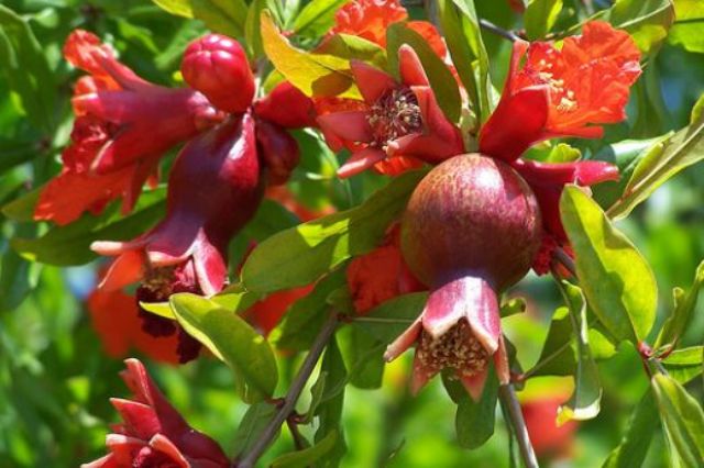 Cây lựu Mỹ- Hoa kiểng Nguyễn Lộc- Cây giống chất lượng cao