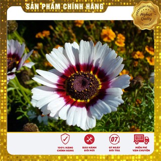 Hạt giống hoa Cúc Chi mix (100 hạt )