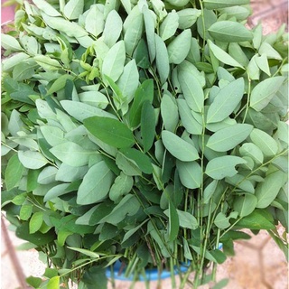 Hạt Giống Rau Ngót - Chất Lượng Cao, Dễ Trồng, Năng Suất Tốt