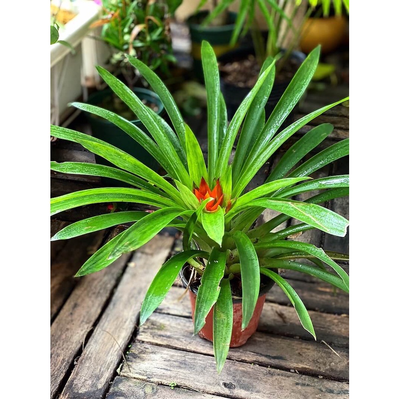 Cây Guzmania lingulata Scarlet Star (Lạp Chúc Hoa) chậu nhựa 10cm (hoa màu ngẫu nhiên)