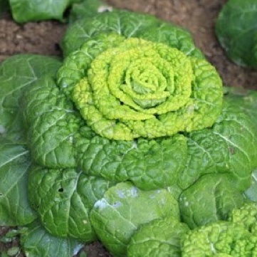 2000 Hạt giống cải thảo Thần tài_ Cải Green Choy nảy 99%