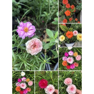 10h thái kép hoa ngủ sắc(5 màu)