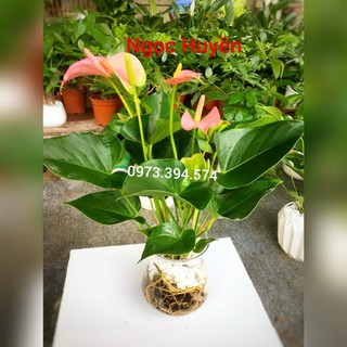 Cây Hồng Môn Thủy Sinh