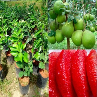 Cây giống bưởi ruby ruột đỏ (cho thu hoạch sớm)