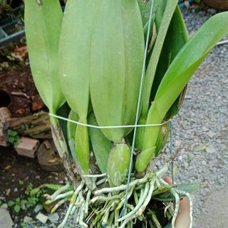Lan Cattleya hoa sổ chậu lớn sắp hoa