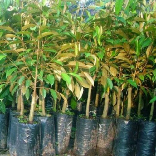 Sầu riêng musang kinh giống NHANH SIÊU QUẢ CHUẨN GIỐNG