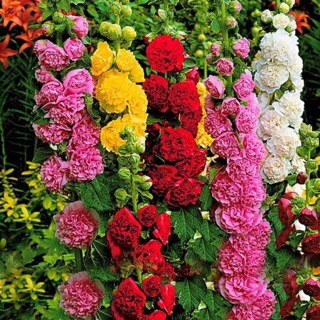 Hạt giống hoa mãn đình hồng
