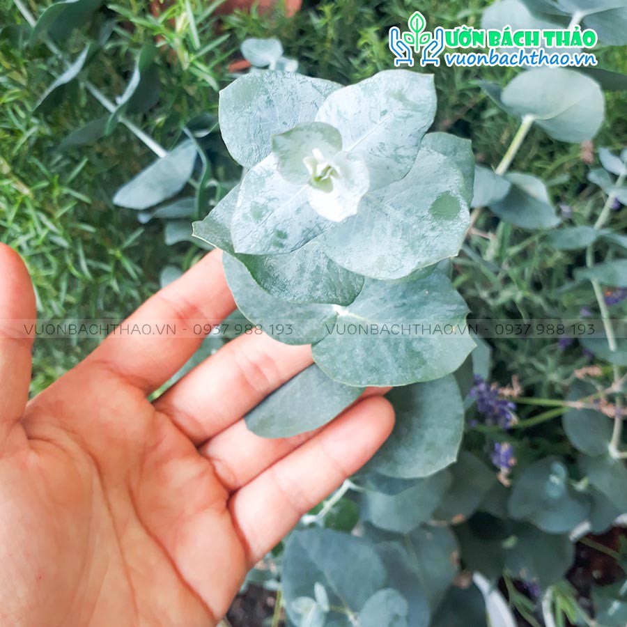 Cây Khuynh Diệp - Đô La Bạc - Bạch Đằng cảnh - Silver Dollar Tree - Eucalyptus cinerea
