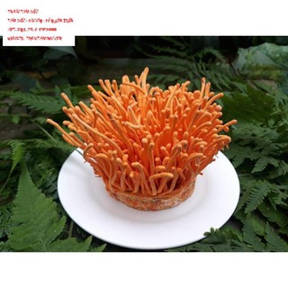 Đông Trùng Hạ Thảo tươi ( hàng loại 1- 100 gr)