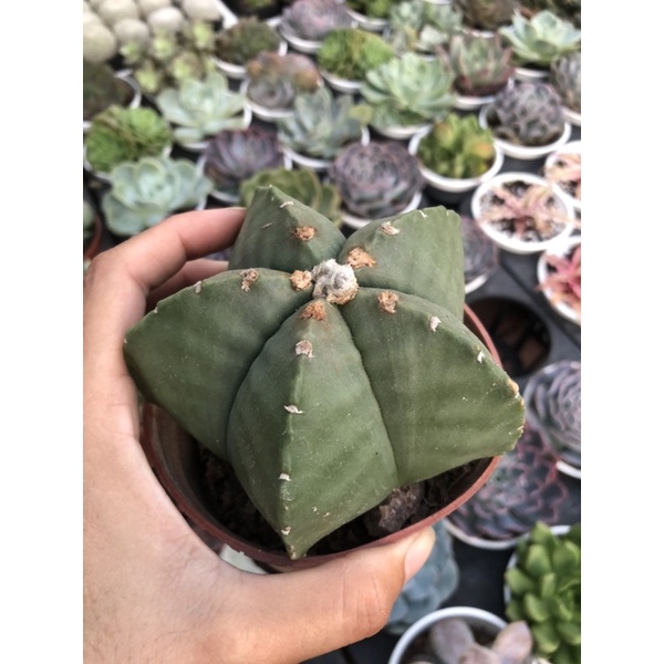 Xương rồng astro