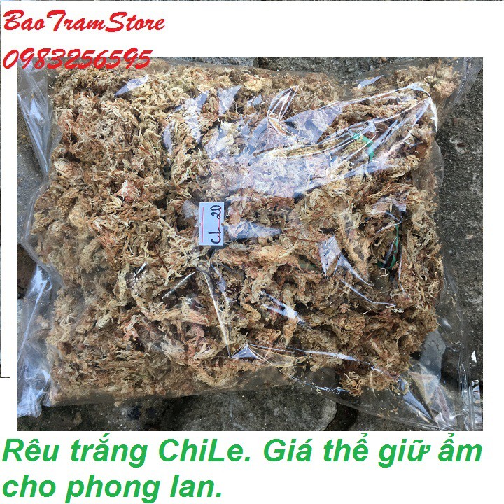 Rêu trắng ChiLe - Giá thể giữ ẩm tuyệt vời cho phong lan, gói 100g