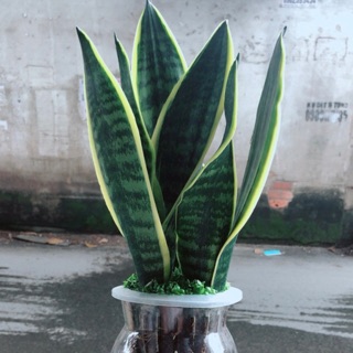 Chậu Lưỡi Hổ Trồng Thuỷ Sinh