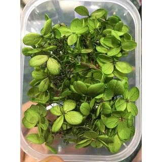 Hoa khô đủ màu chụp ảnh